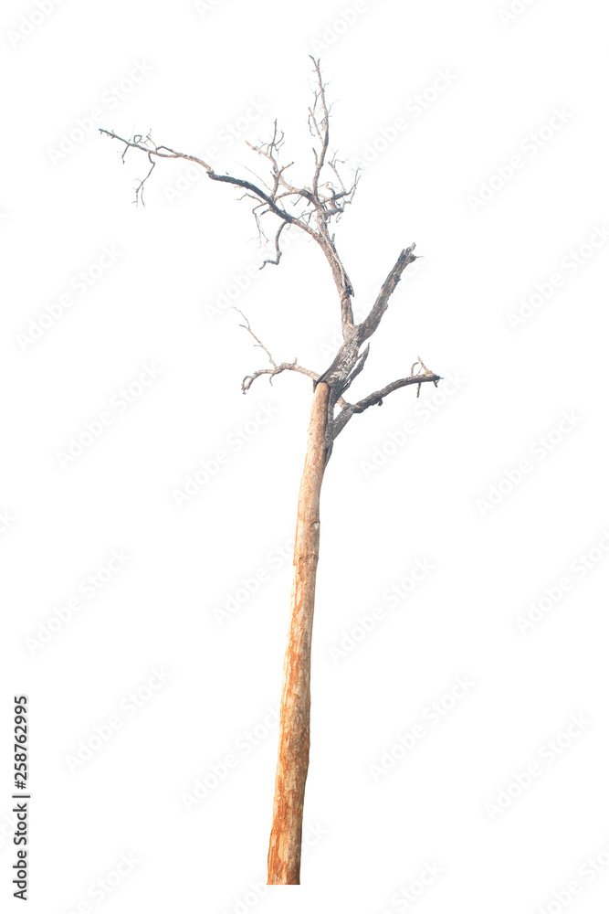Dead tree isolated on white background Dead tree isolated on white background