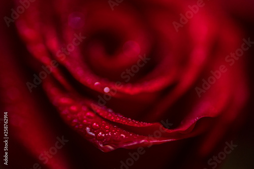 softfocus Red rose closeup with drop macro photo