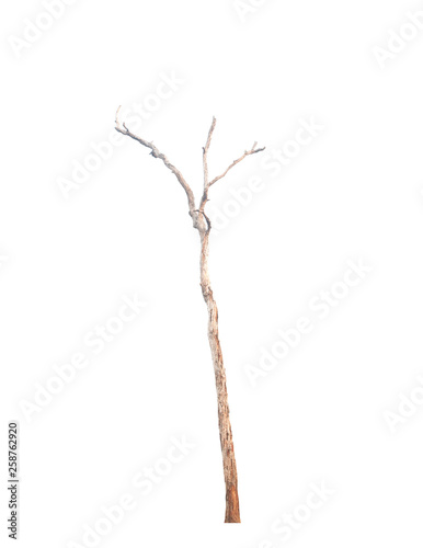 Dead tree isolated on white background