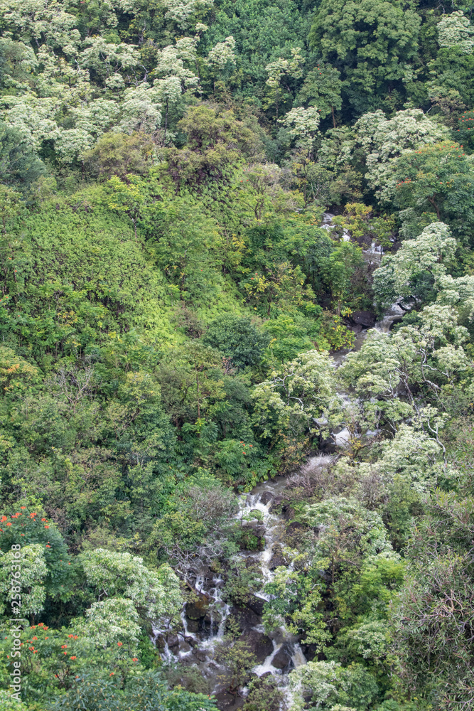Rain forest on the Hana Highway
