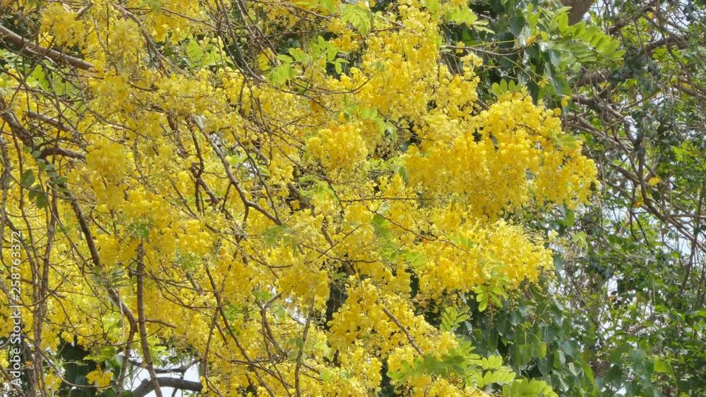 Golden Shower Tree (Cassia fistula) blooming in summer. Golden Shower Tree (Cassia fistula) blooming in summer.