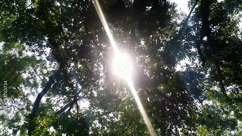 Morning Sunshne through Forest Tree photo