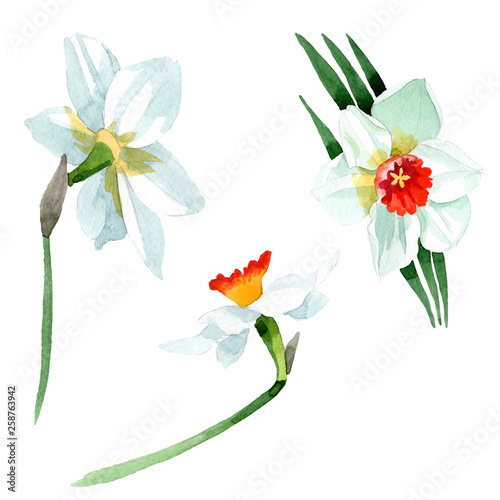 Fototapeta Naklejka Na Ścianę i Meble -  White narcissus floral botanical flower. Watercolor background set. Isolated narcissus illustration element.