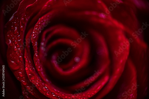 softfocus Red rose closeup with drop macro photo