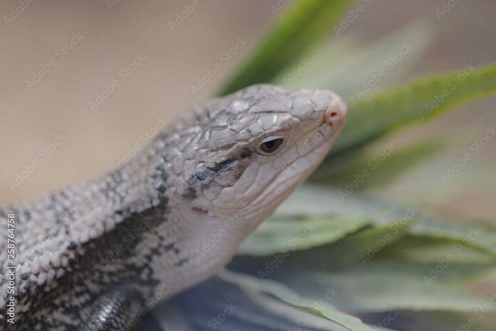 animal , Wild animal , reptile animal , Wild animal , reptile