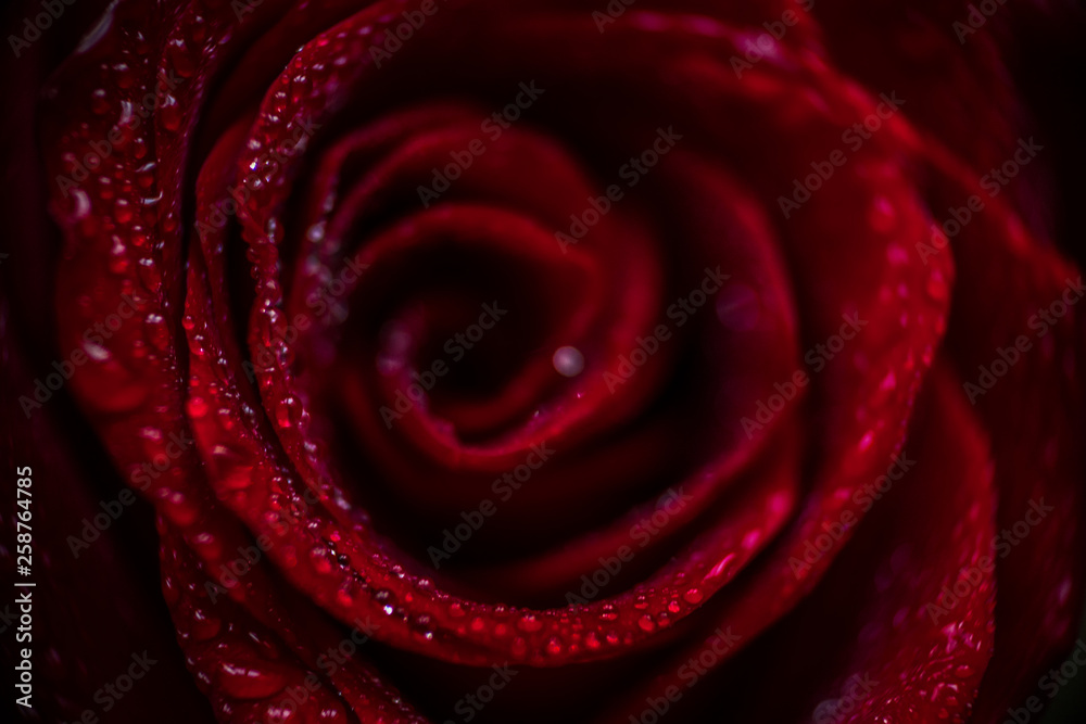 softfocus Red rose closeup with drop macro photo softfocus Red rose closeup with drop macro photo