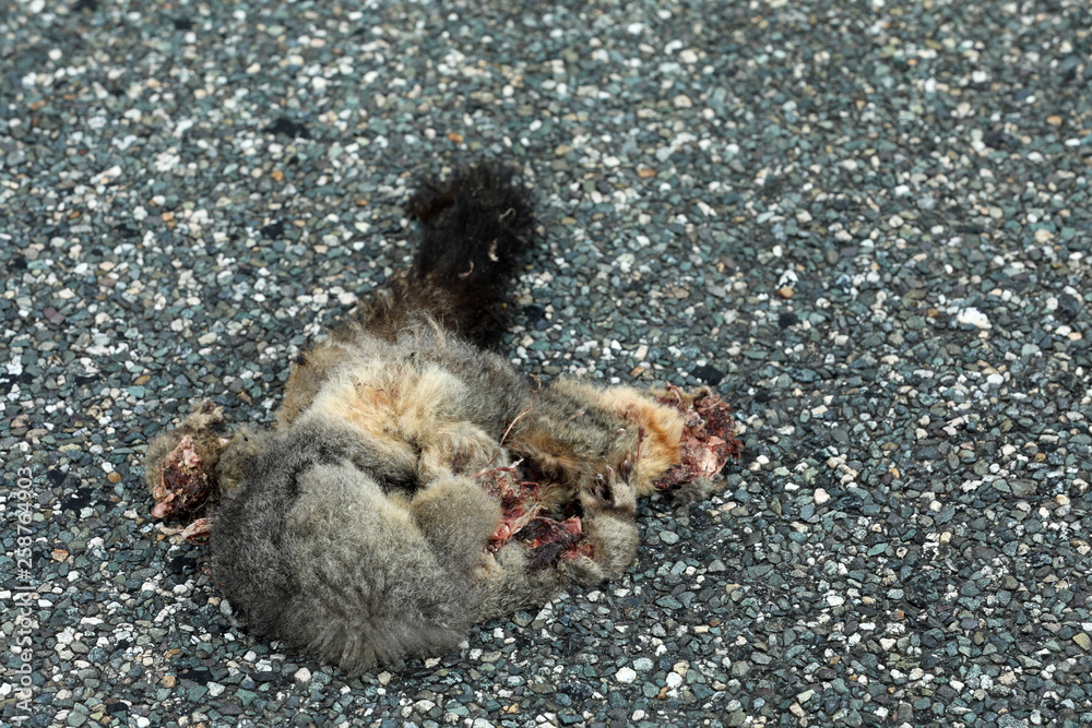 Fototapeta premium Totes Opposum auf einer Straße in Neuseeland