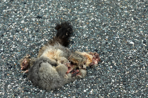 Totes Opposum auf einer Straße in Neuseeland
