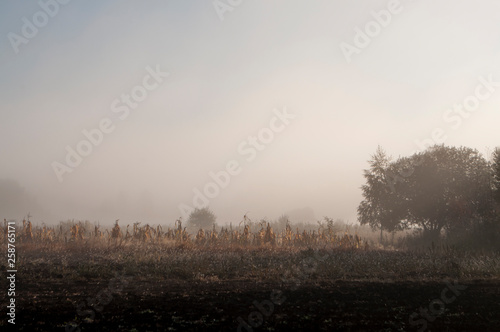 Early morning in the field with autumn fog and drops of water in the air. Tints of brown. Nothing could be seeing far away. Beautiful mistery landscape © Oksana