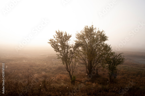 Early morning in the field with autumn fog and drops of water in the air. Tints of brown. Nothing could be seeing far away. Beautiful mistery landscape