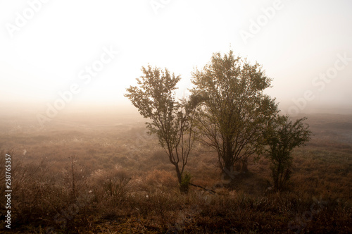 Early morning in the field with autumn fog and drops of water in the air. Tints of brown. Nothing could be seeing far away. Beautiful mistery landscape