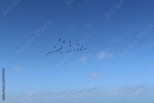 Hilgenriedersiel, Wadden Sea Germany:Ringlet geese in the blue sky © PeSchne
