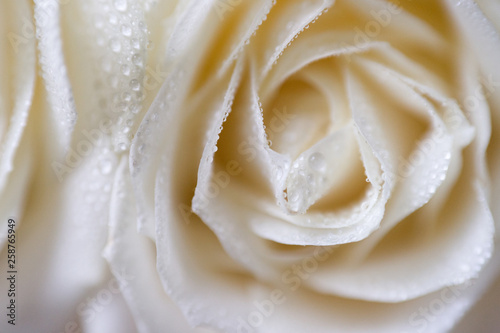 soft focus macro photo of white rose with dew drops