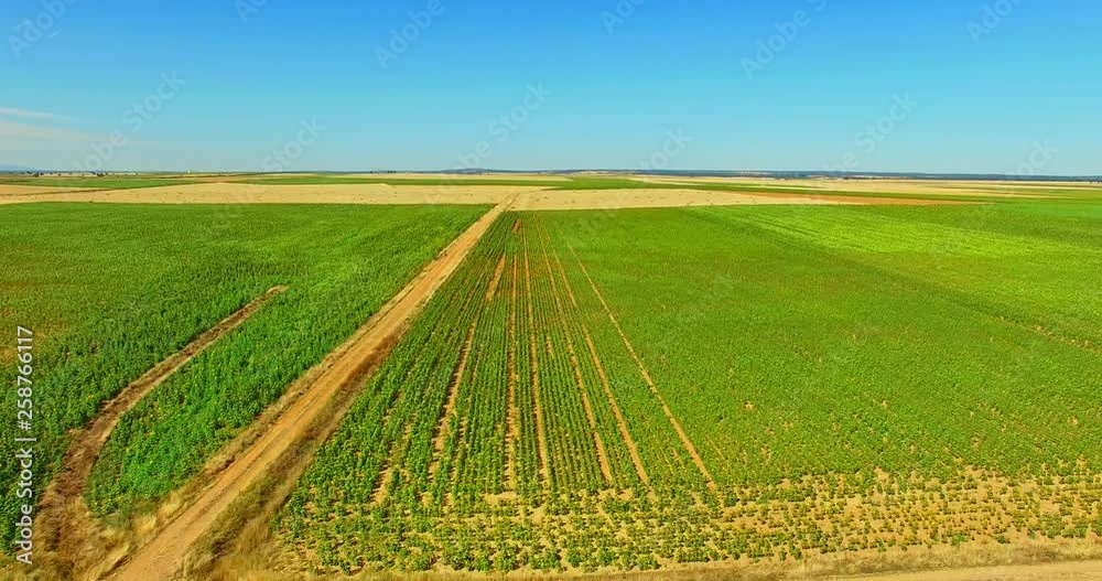 Green agriculture fields from air. Rural landscape for background. Green agriculture fields from air. Rural landscape for background.