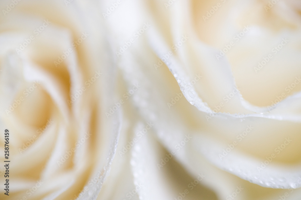 soft focus macro photo of white rose with dew drops