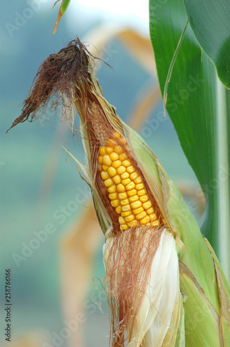 close up on corn maize on the stem