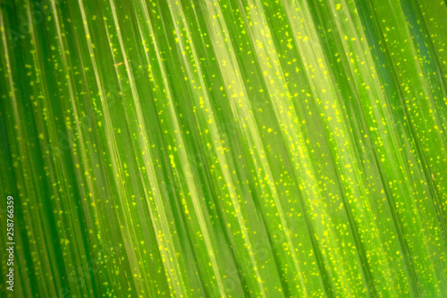 Palm leaf 