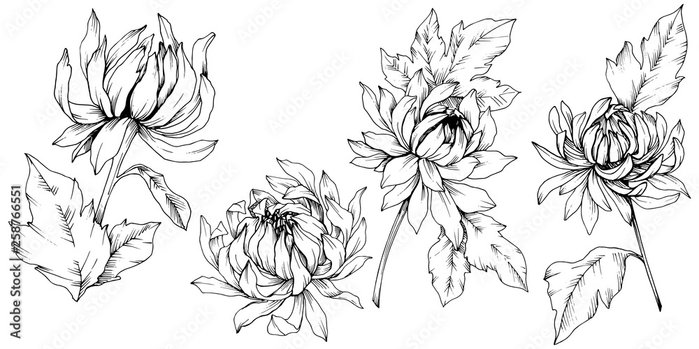 Fototapeta premium Vector Chrysanthemum floral botanical flowers. Black and white engraved ink art. Isolated flower illustration element.