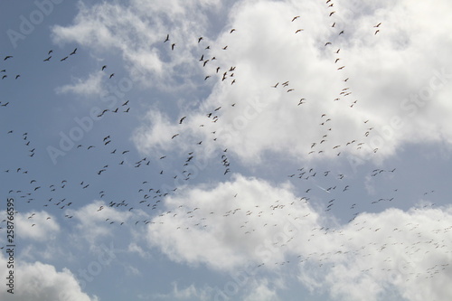 Hilgenriedersiel  Wadden Sea Germany Ringlet geese in the blue sky