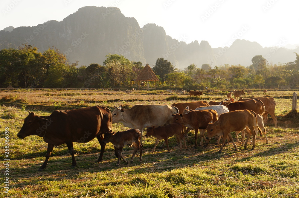 cows in a field cows in a field