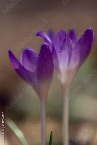 Purple crocus flowers in the Spring 