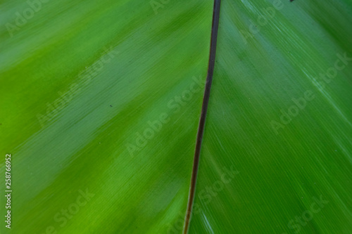 Leaf closeup