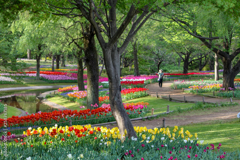 Obraz premium Tulips of various colors and shapes coloring the park in spring, looking like a painting.