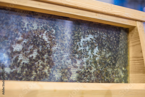 Many busy bees on honeycomb behind glass in observation hive at farming exhibition. Beekeeping  agriculture and apiculture concept