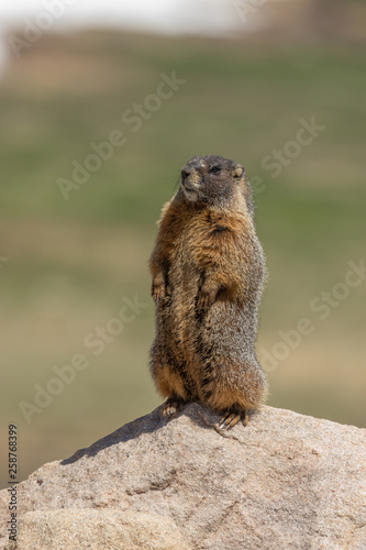 Cute Marmot in the High Mountains