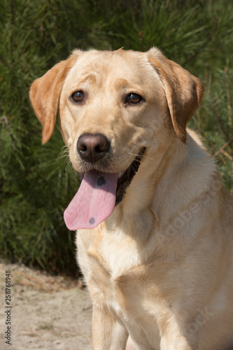 Portret van labrador pup © photoPepp