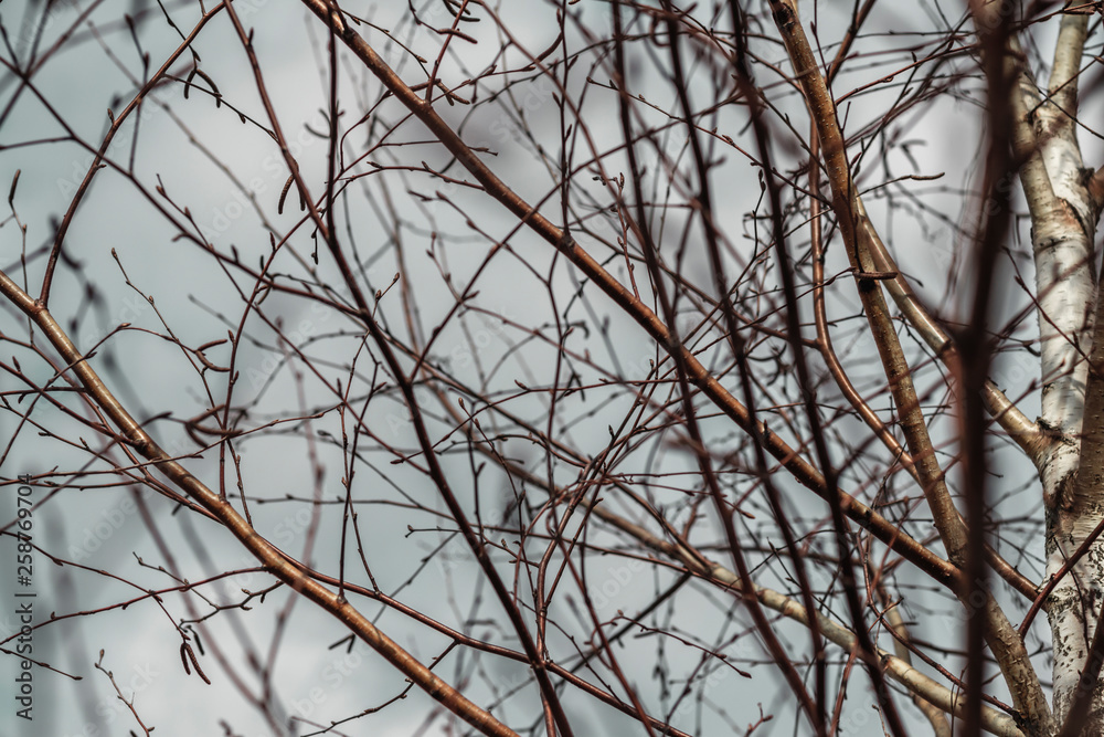 texture. earlier spring. bare birch branches in the open air. not much depth. texture. earlier spring. bare birch branches in the open air. not much depth.