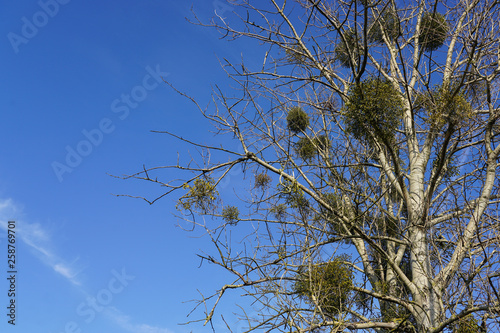 europen mistletoe in winter, attached to their host maple tree photo