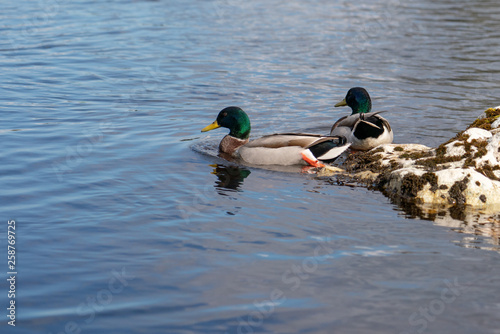 Mallard Ducks on the lake