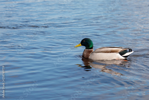 Mallard duck