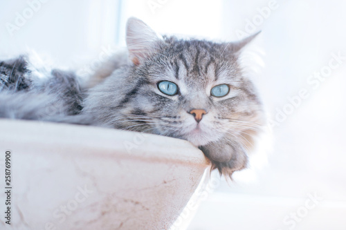 Lazy lovely fluffy cat lying near the window in his basket. Gray tabby cute kitten with beautiful blue eyes relaxing on window sill. Pets, pet care, good morning concept. Friend of human. Sunny day.