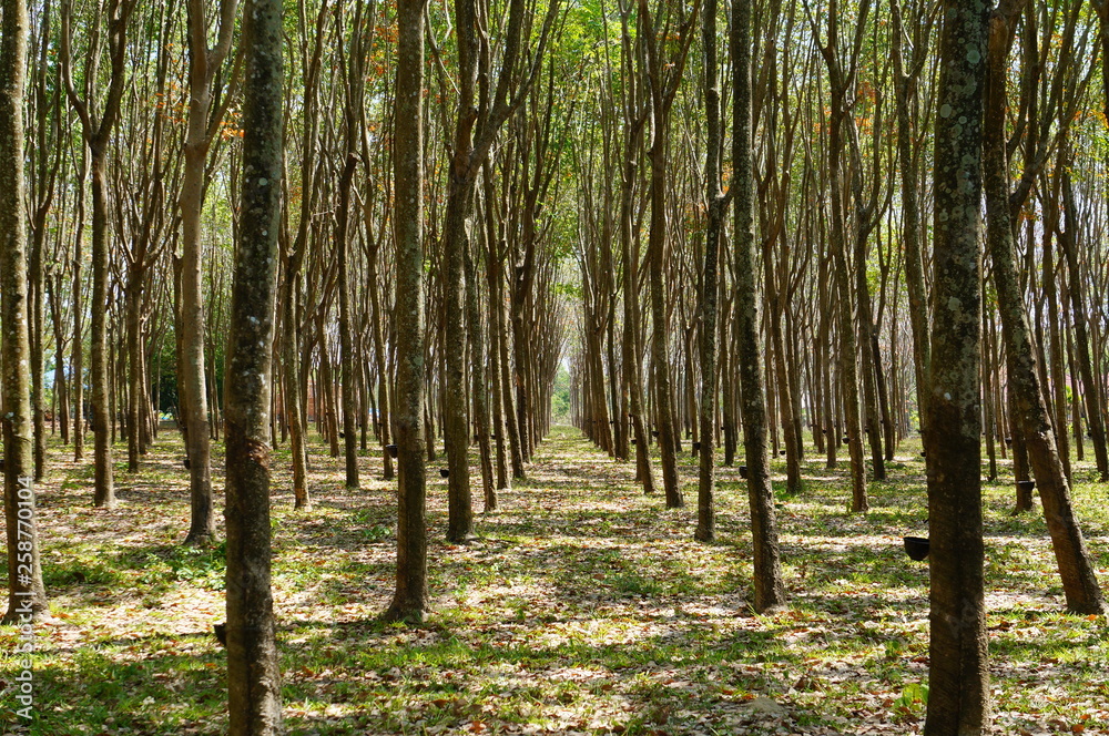 Naklejka premium path in the forest