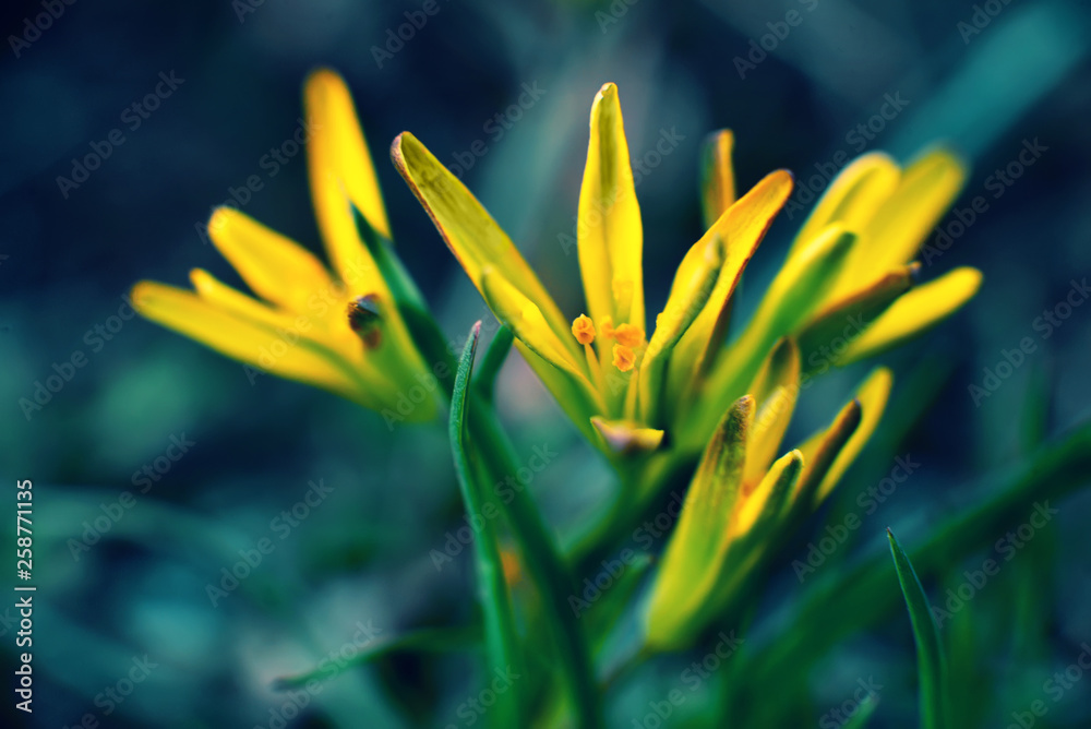 Blooming small yellow flowers on a green background, spring nature background. Blooming small yellow flowers on a green background, spring nature background.