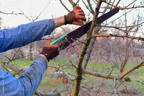 Cutting branches on the tree. Garden care. Gardener hands with a saw.