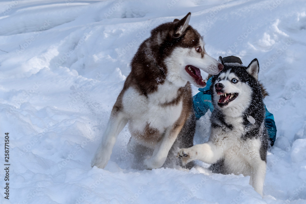 Dogs playing in the snow. Siberian husky dogs have fun fighting and biting