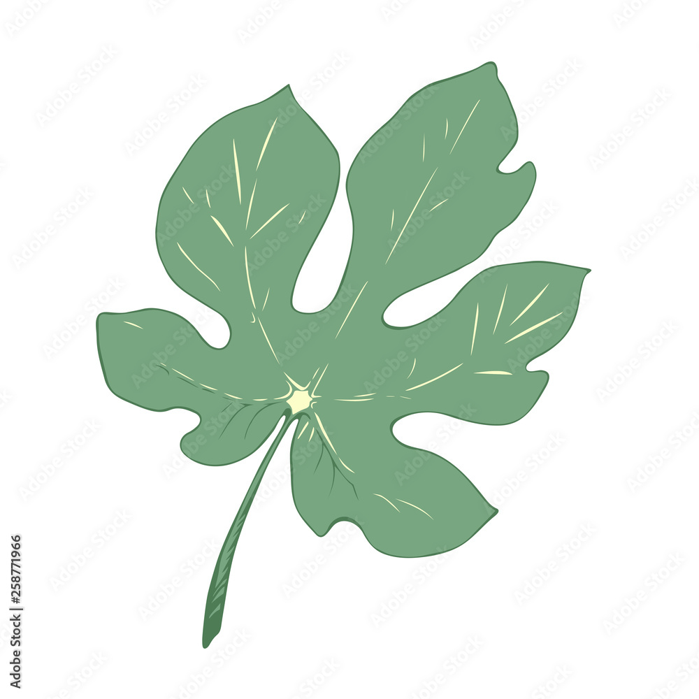 fig leaf isolated on white background vector illustration. green leaf hand drown