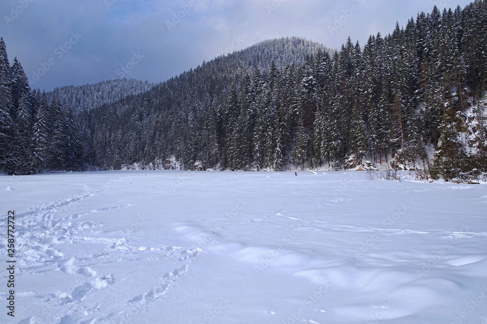 Frozen lake, snow covered in the forest