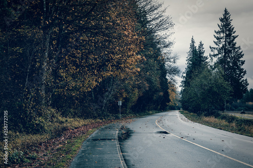 Road surrounded by trees on a dark, rainy and wet day.