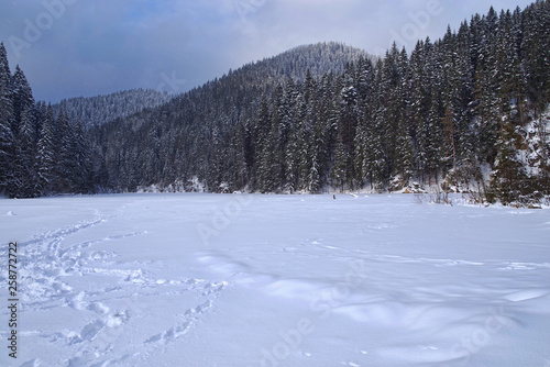 Frozen lake, snow covered in the forest