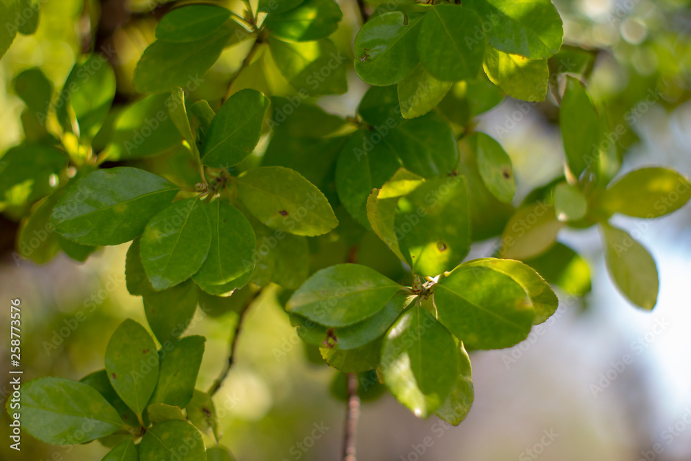 Hojas de árbol Hojas de árbol