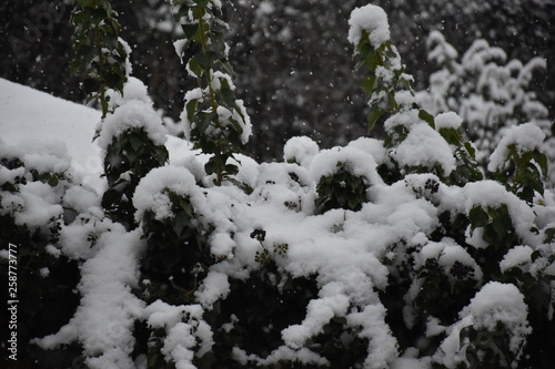 Efeu mit Schneefall © Jens