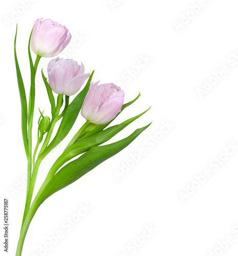 Fototapeta Naklejka Na Ścianę i Meble -  Bouquet of tender pink tulips