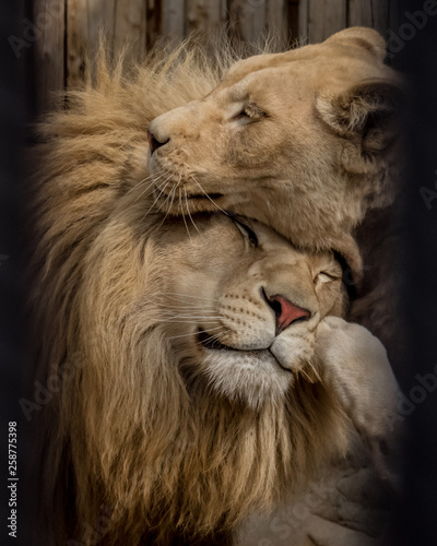 Canvas Print Couple of lions are sharing their spring vibes