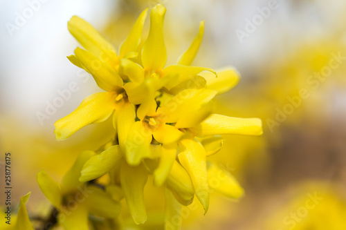 Forsythia flowers in front of with green grass and blue sky. Golden Bell, Border Forsythia (Forsythia x intermedia, europaea) blooming in spring garden bush. 