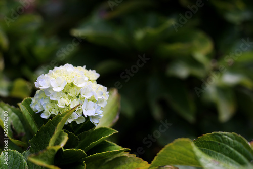 White Flower