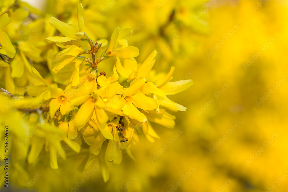 Forsythia flowers in front of with green grass and blue sky. Golden Bell, Border Forsythia (Forsythia x intermedia, europaea) blooming in spring garden bush. Forsythia flowers in front of with green grass and blue sky. Golden Bell, Border Forsythia (Forsythia x intermedia, europaea) blooming in spring garden bush.